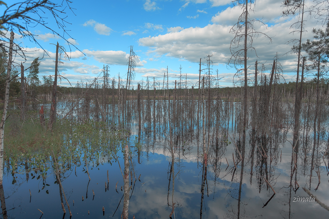 Лесное болото