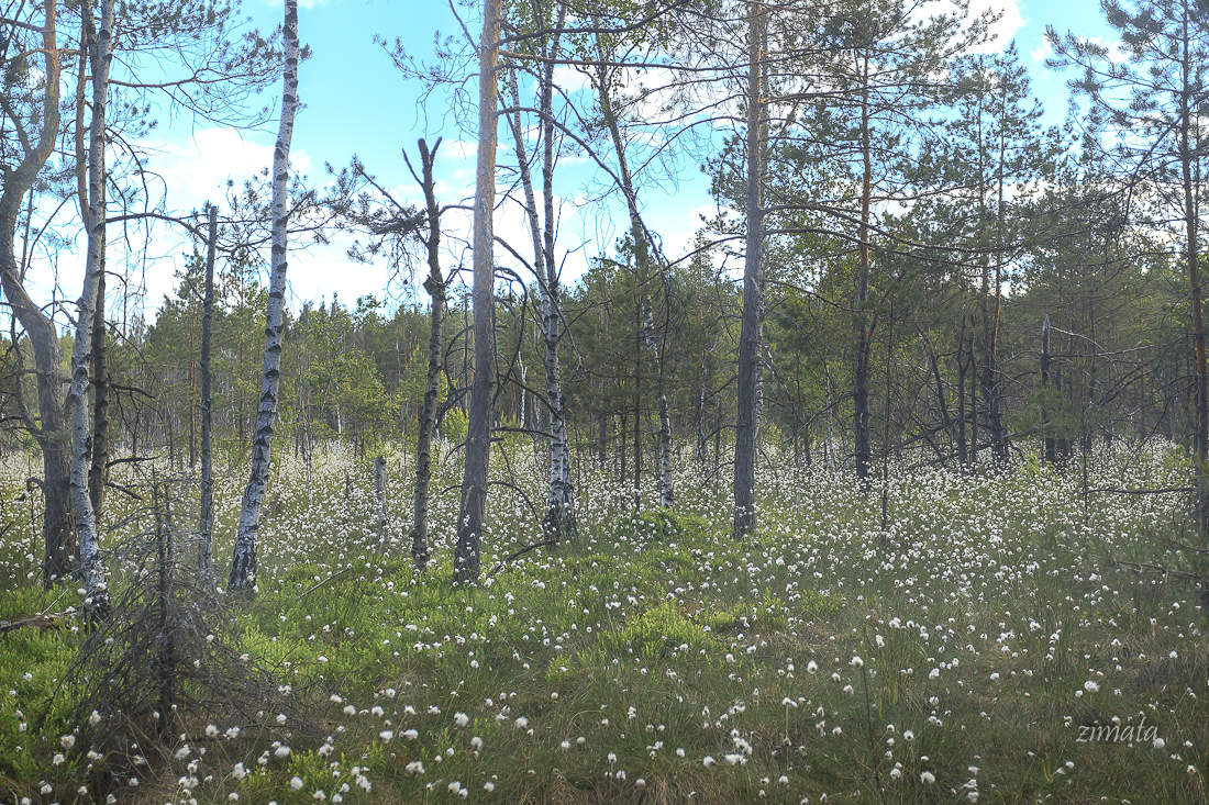 Обильное цветение