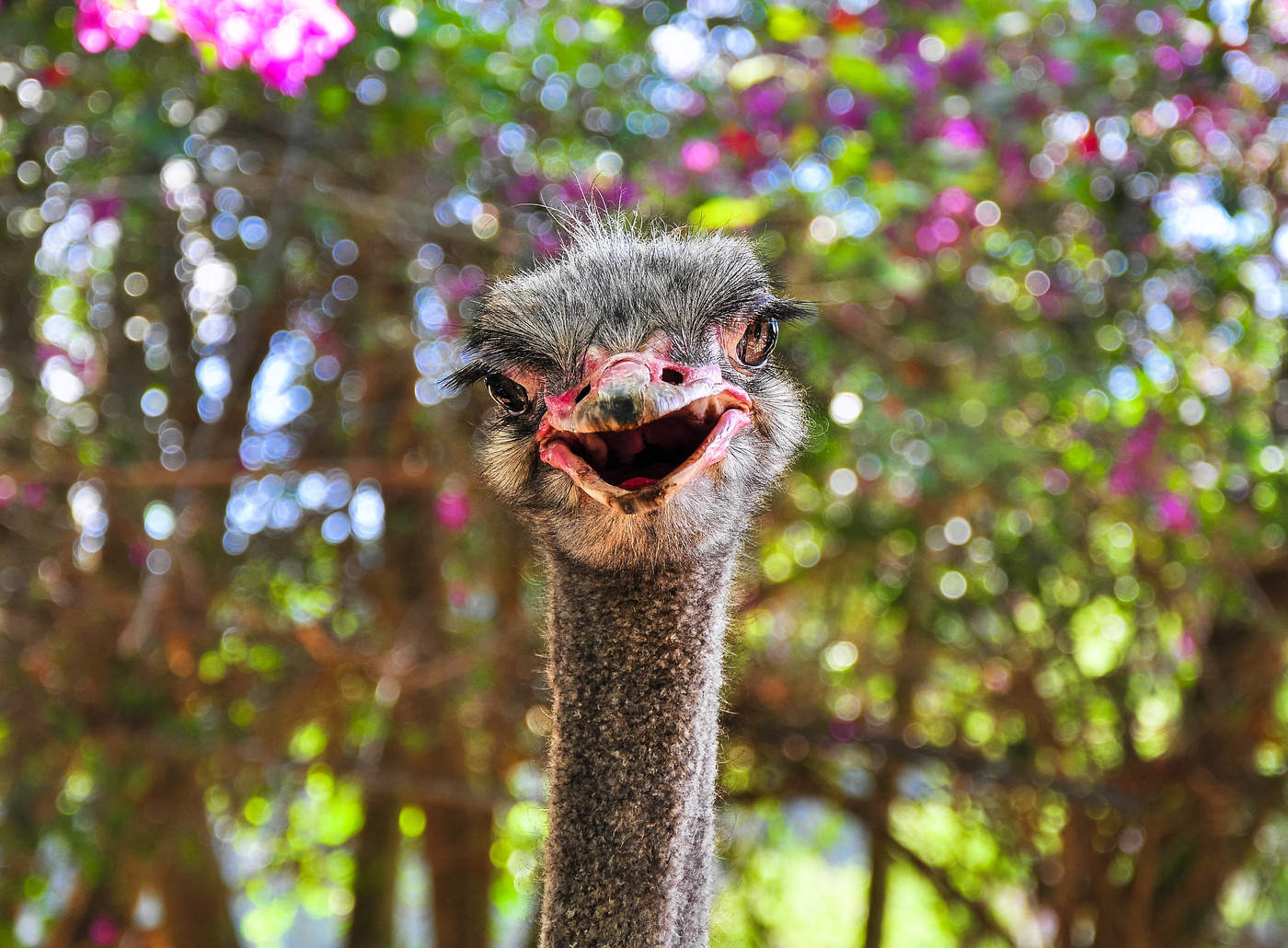 Не кудрявая жизнь