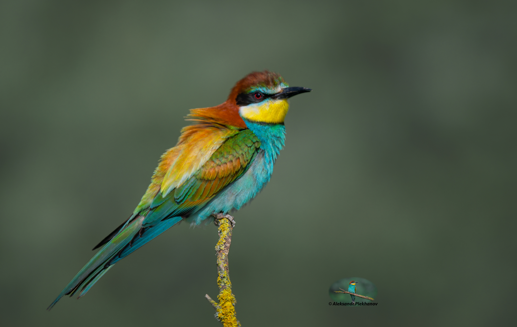 Краски живой природы