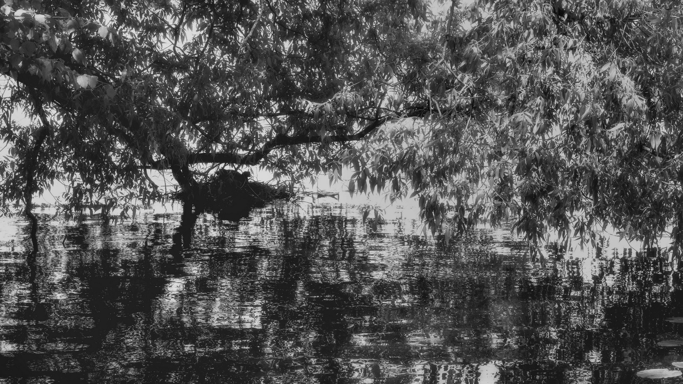 Не кудрявая жизнь