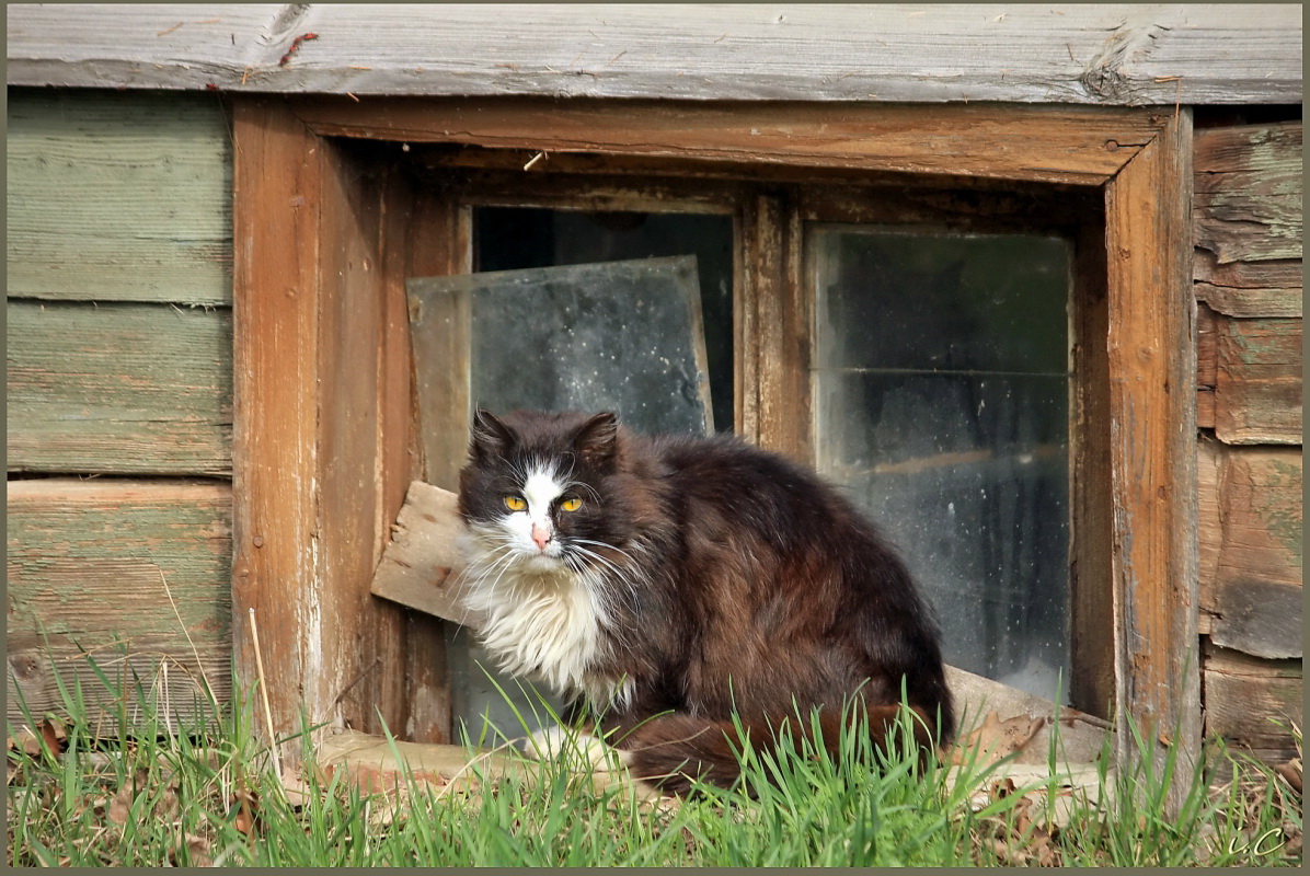 Не кудрявая жизнь