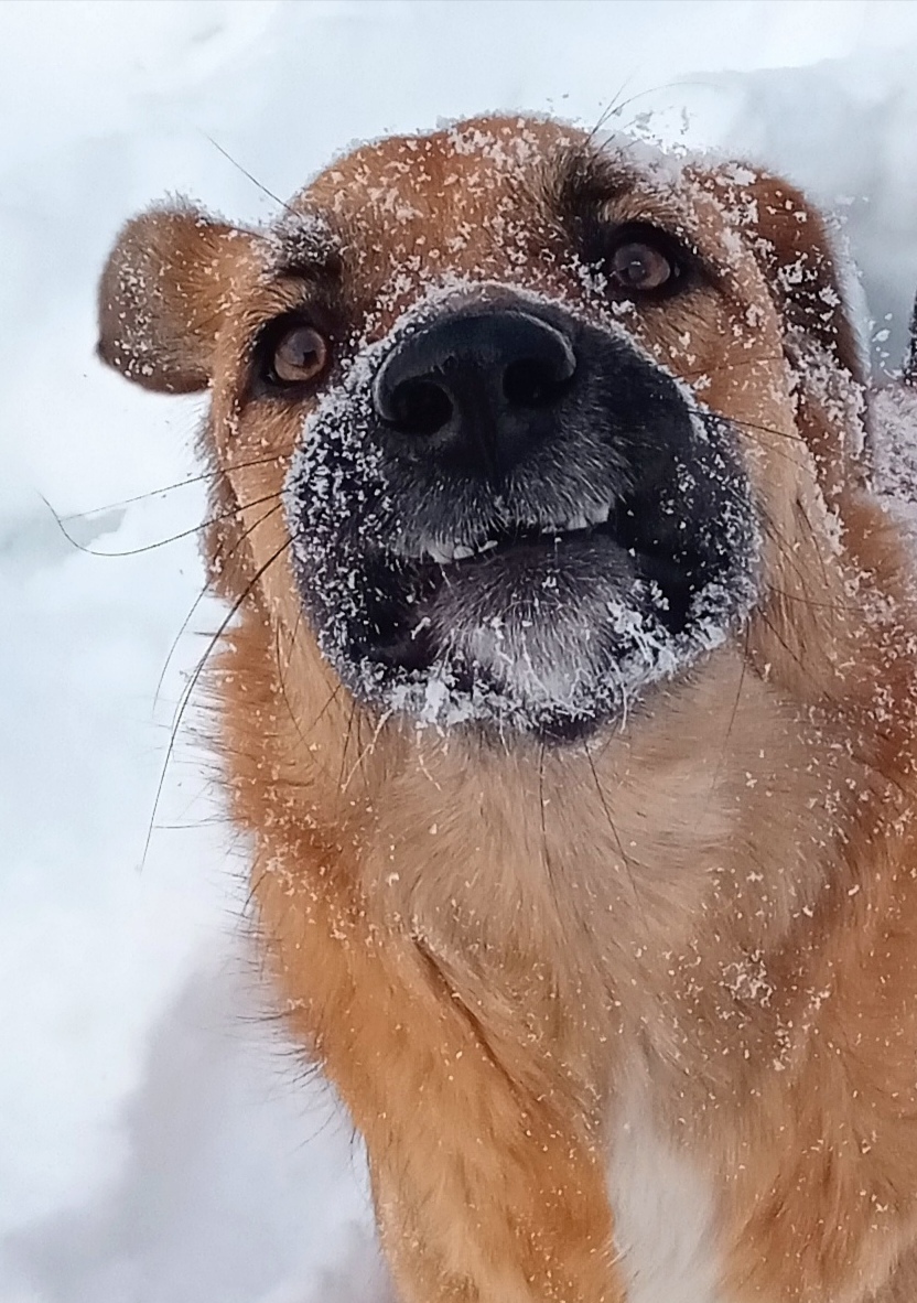 Не кудрявая жизнь