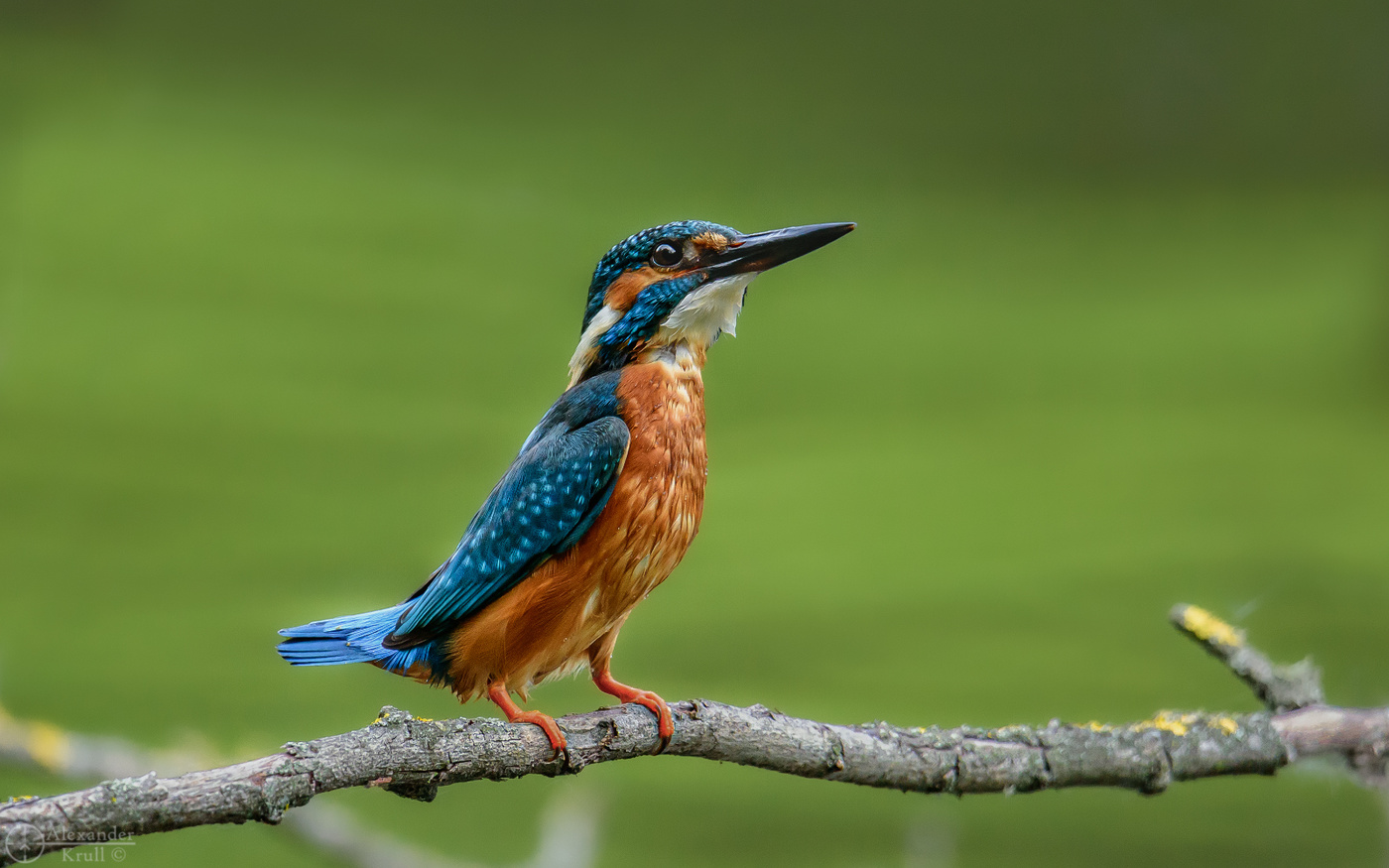 Мокрый охотник...