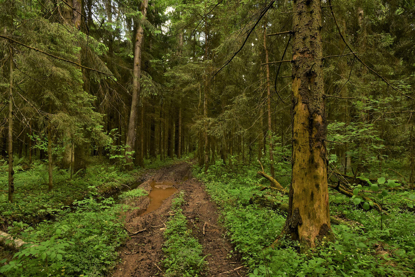 "Лесные дороги сыры и темны ..."