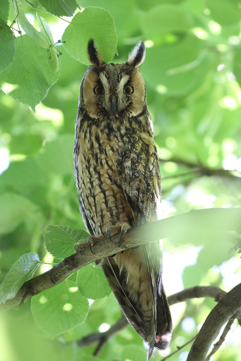 в тени липы