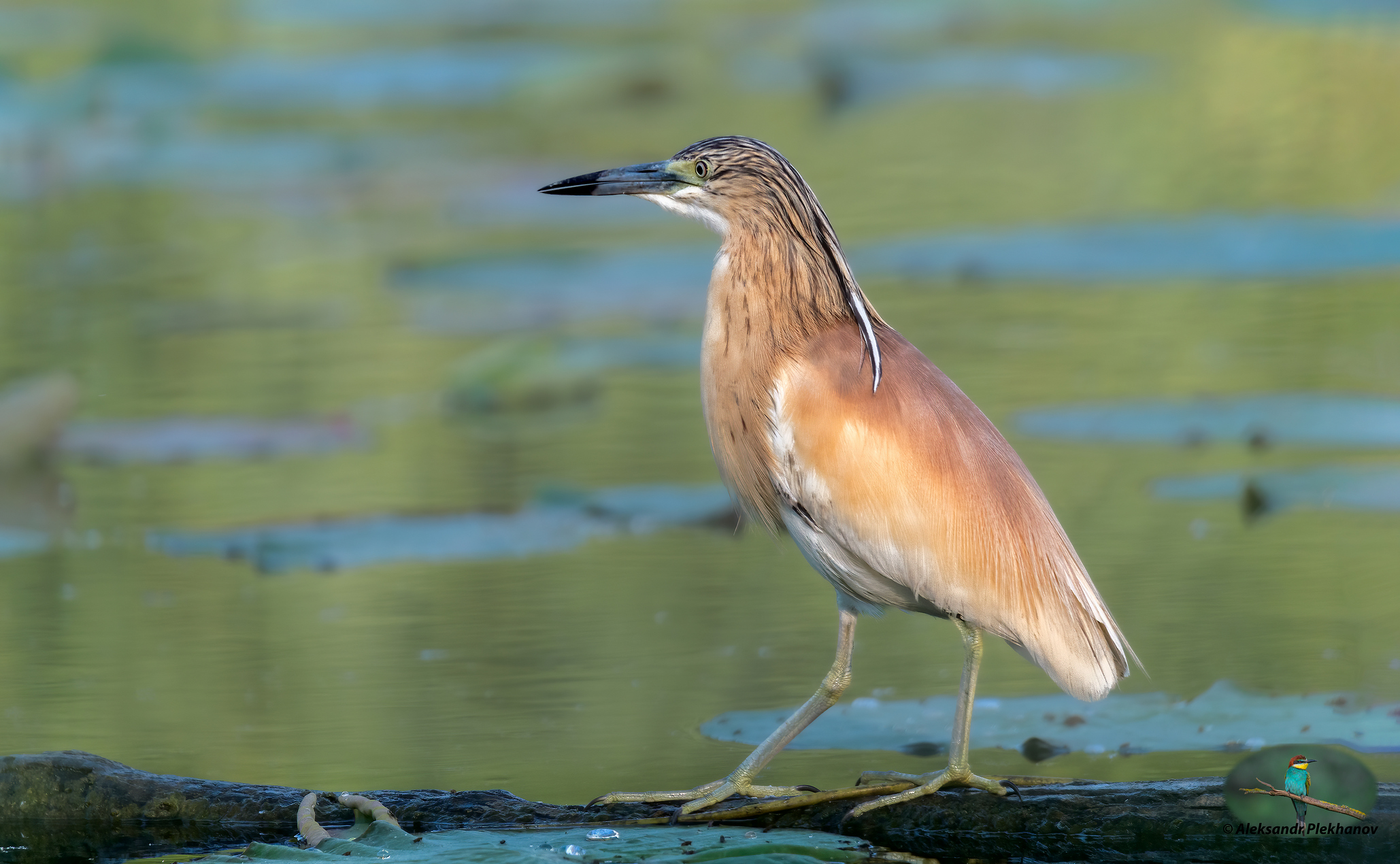 Жёлтая цапля утром на охоте