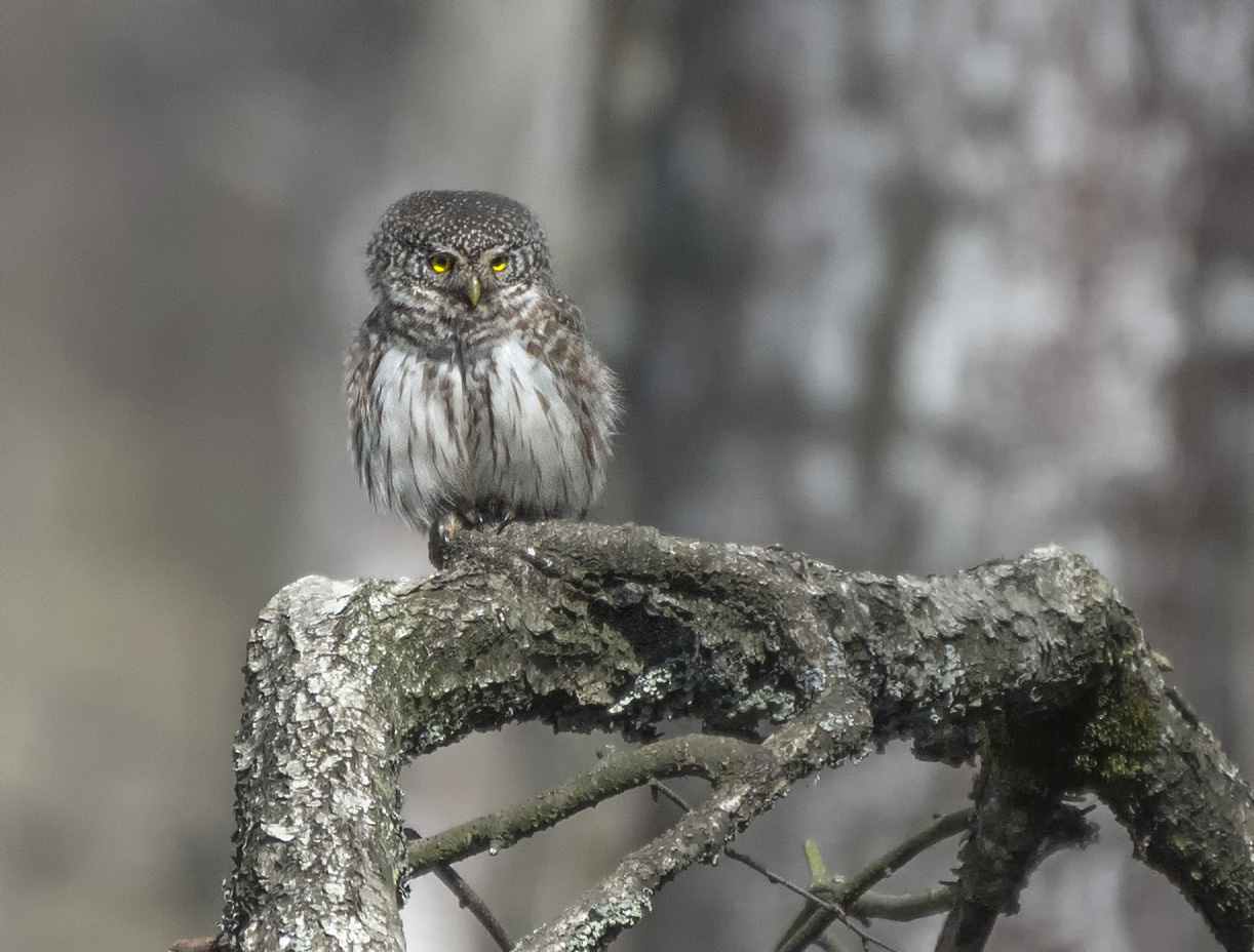 Высоко сижу - далеко гляжу...