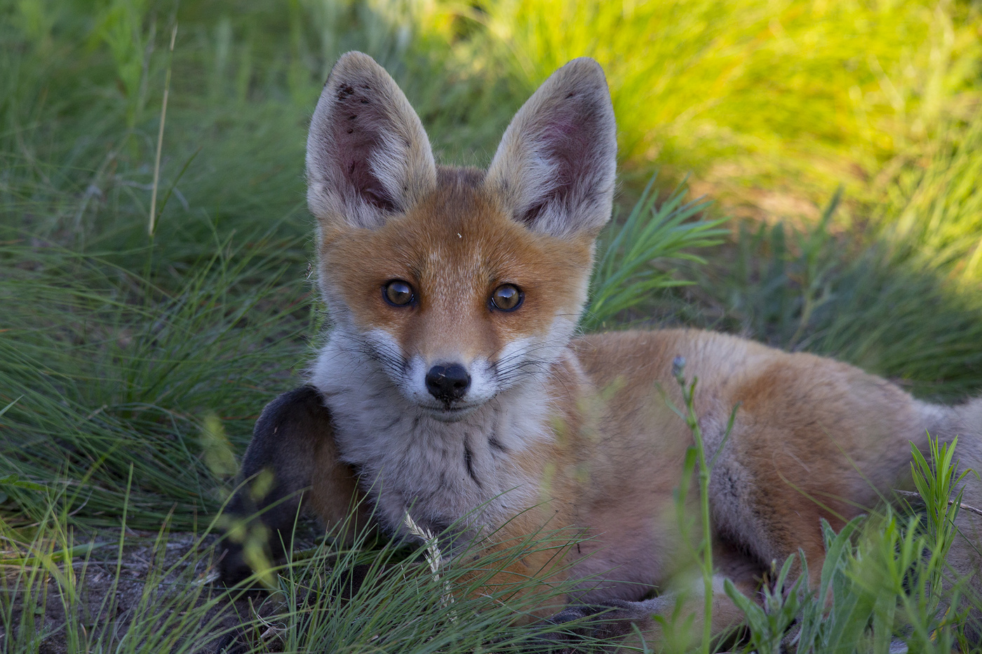 Не напрягай