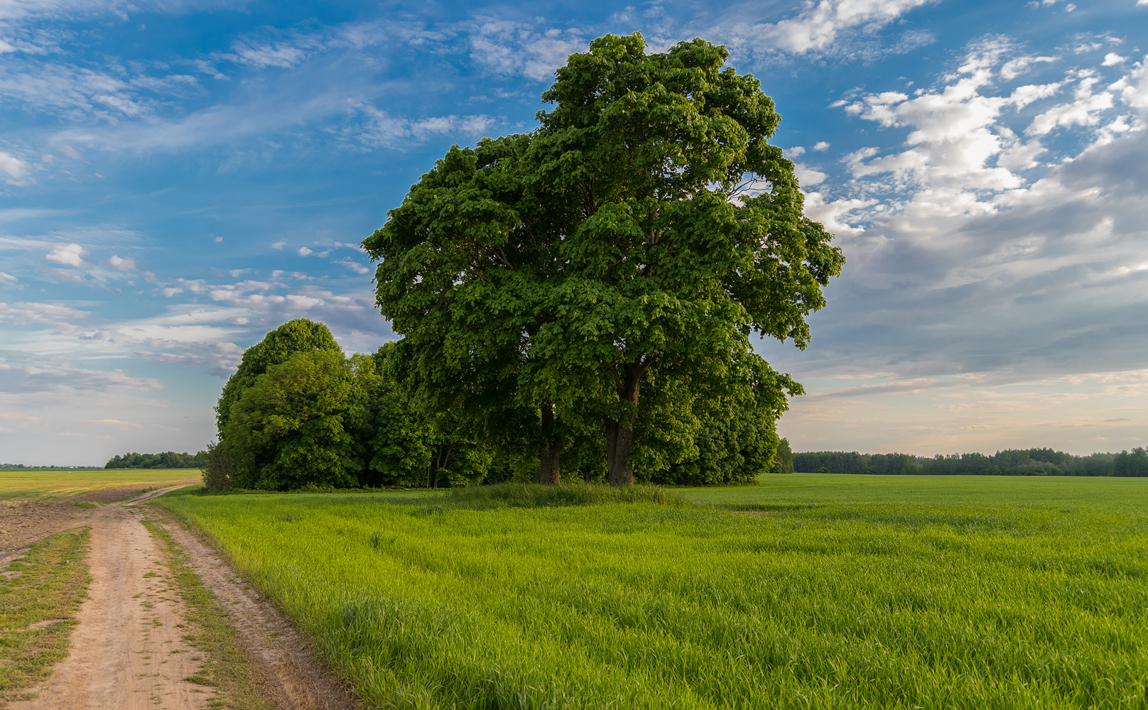 Кленовая роща