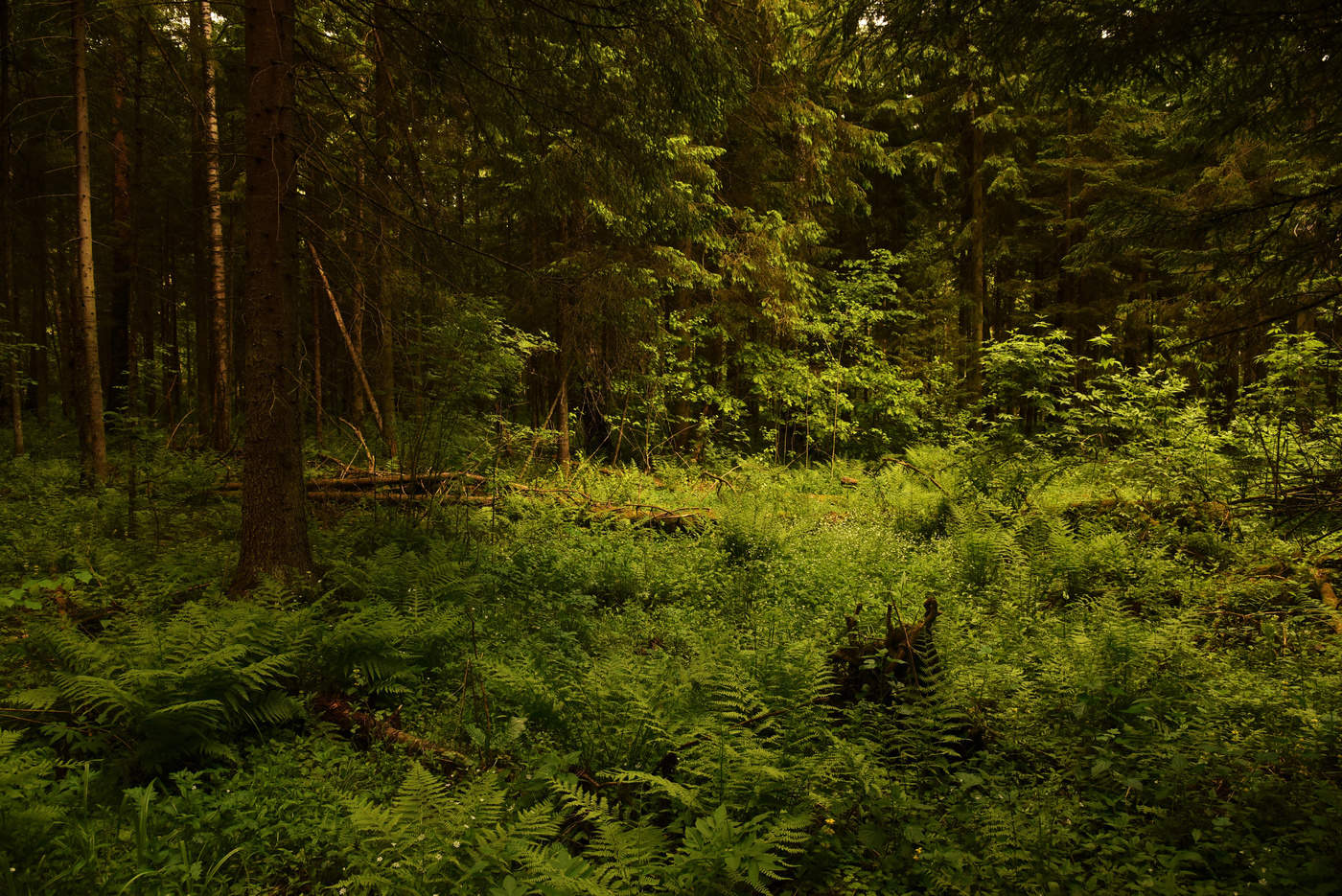 "Лес дремлющий безмолвием объят..."