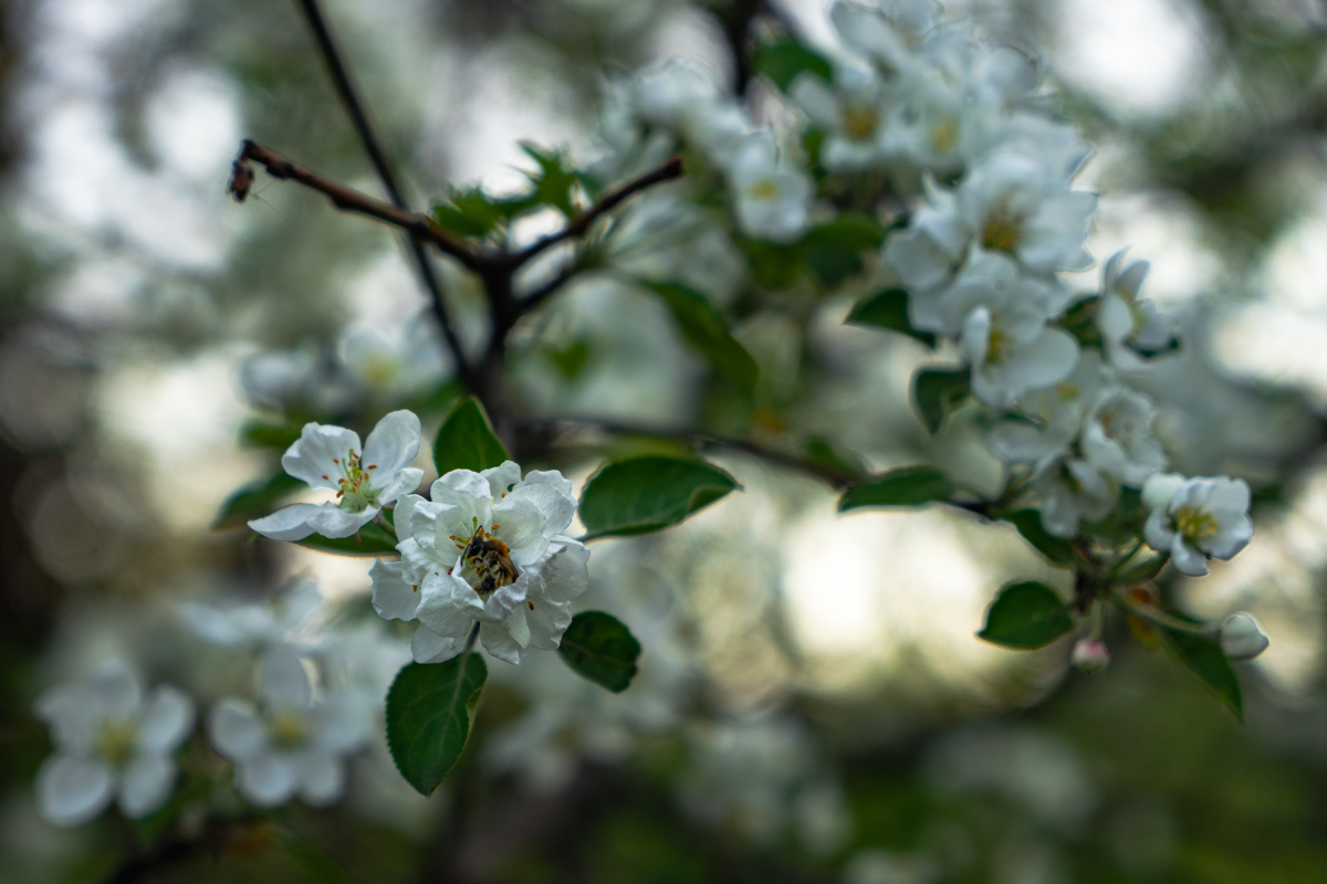 Пчелка спит