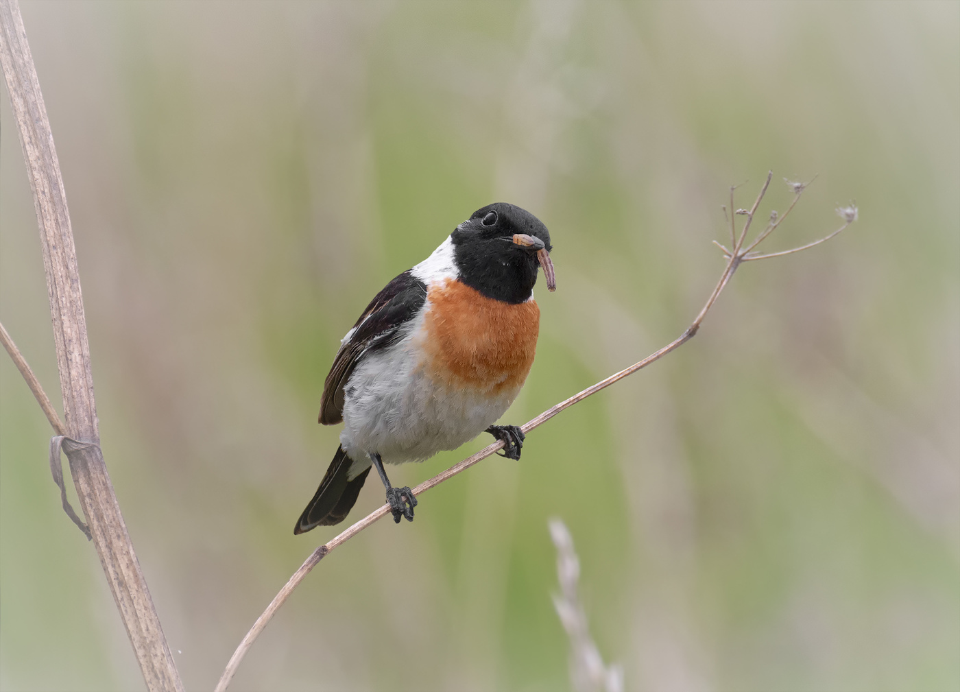 черноголовый чекан ..