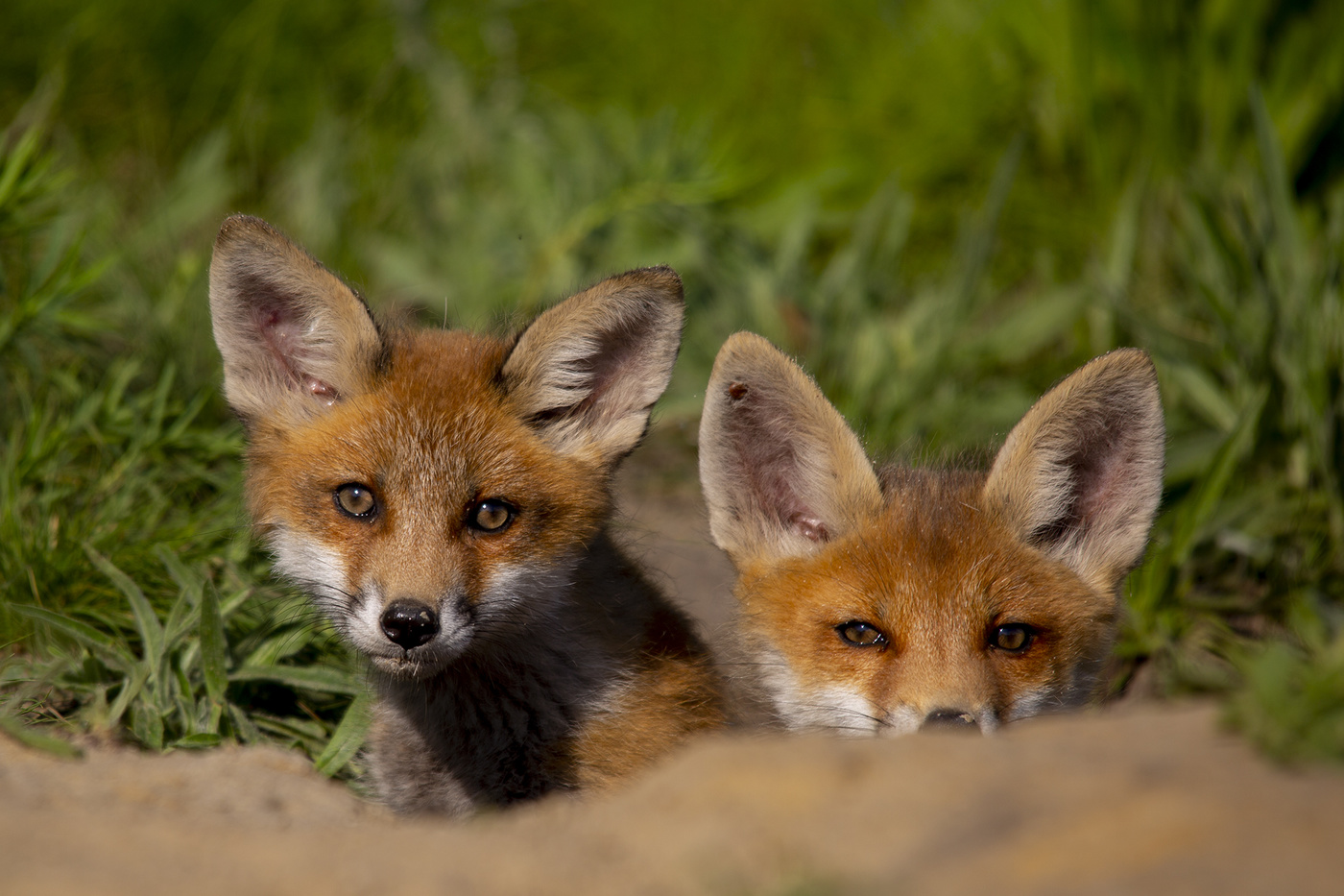 Кого там принесло?