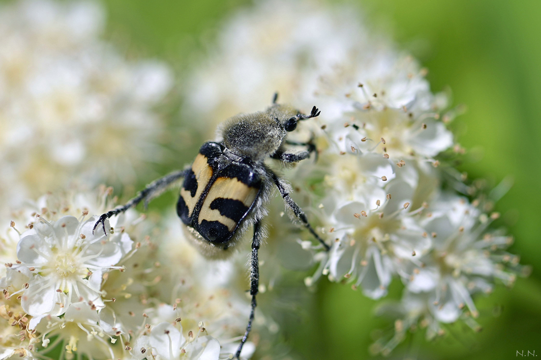 Восковик перевязанный на рябине