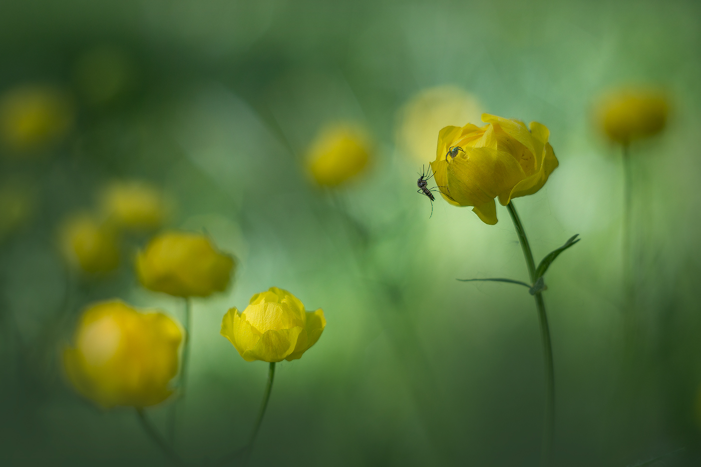 про комара и паучка