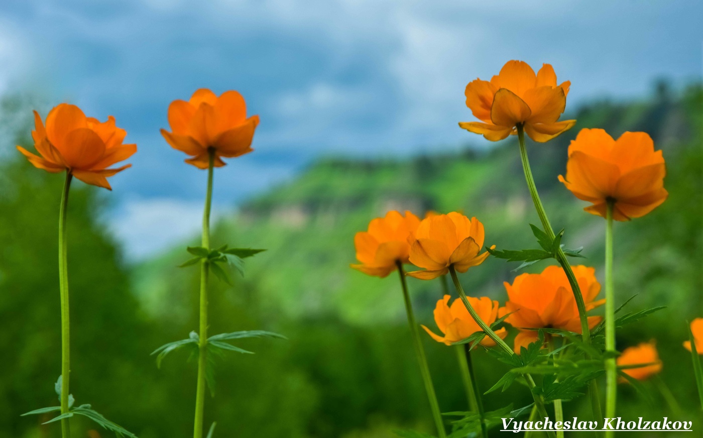 Сибирские огоньки