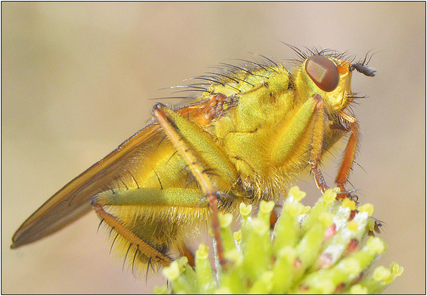 Золотистая.