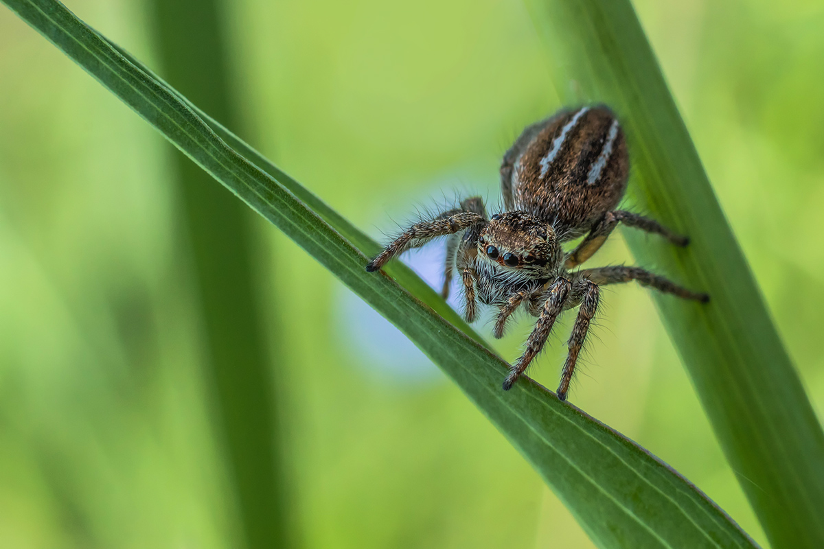 Паук-скакун