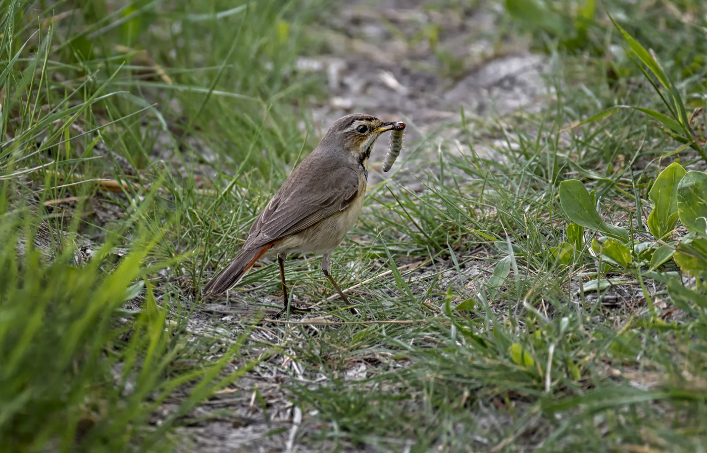 варакушка на охоте (самка)
