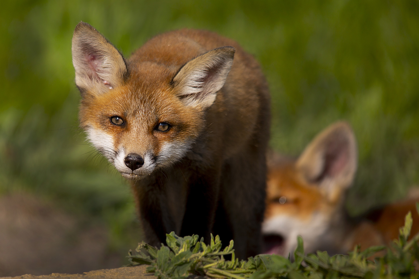 Уже достал...