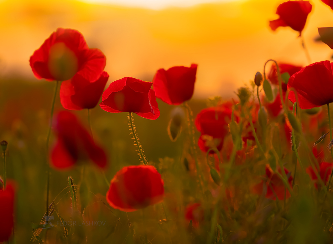 Маки на закате