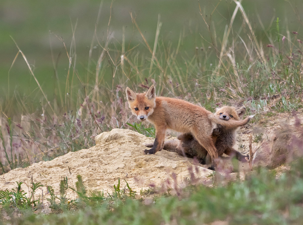 Кусь за хвост!