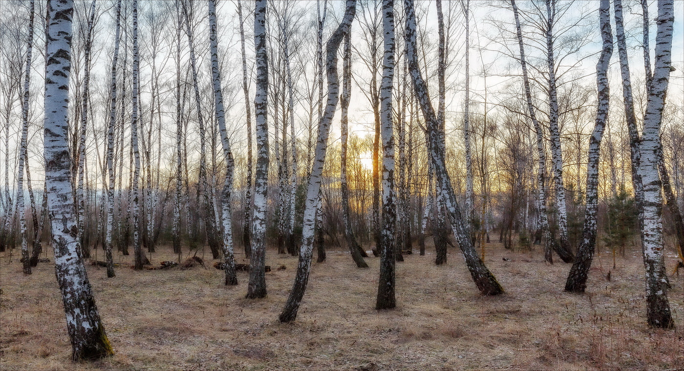В березовой роще закат ярко-рыжий...
