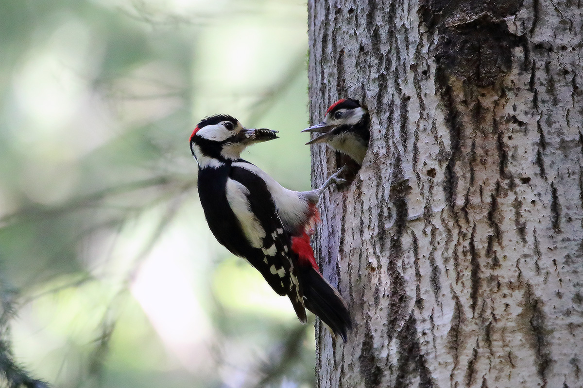 за день до вылета