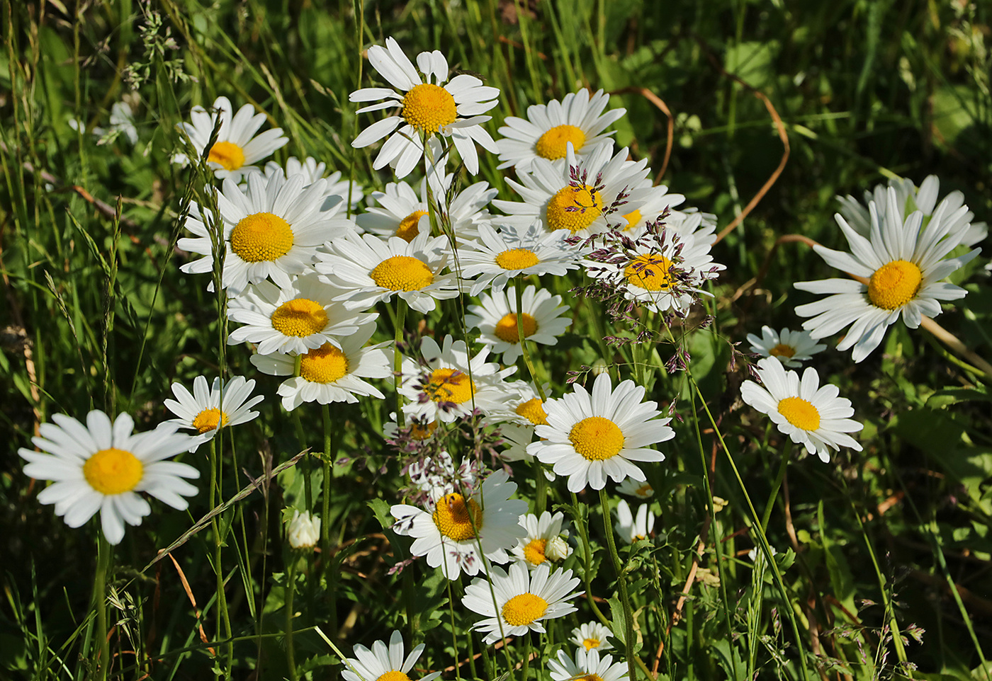 Просто ромашки