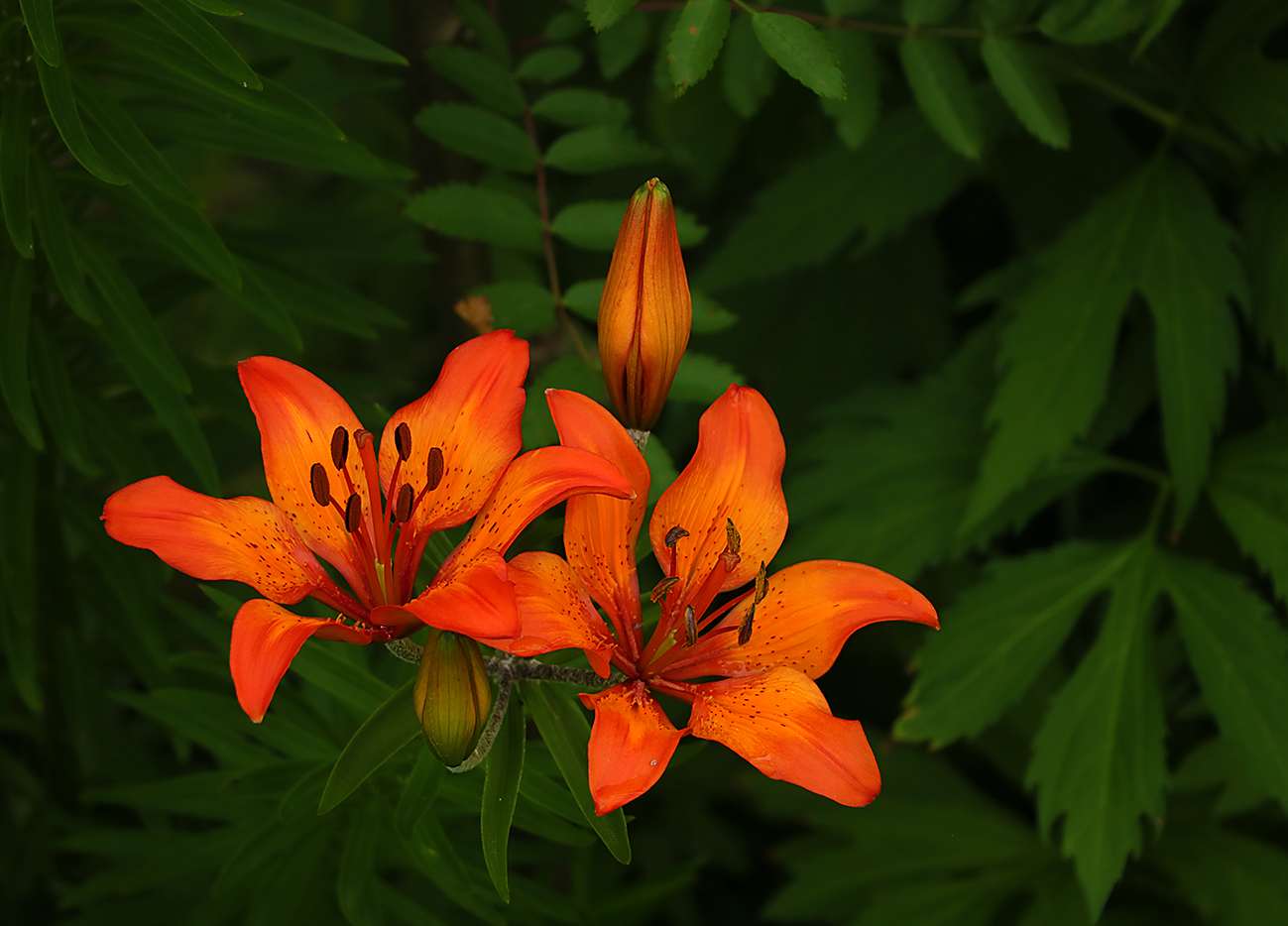 Огненные лилии