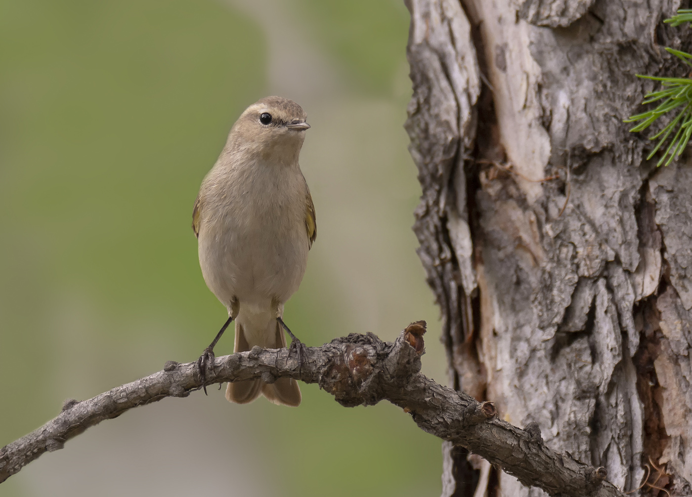 Пеночка теньковка..