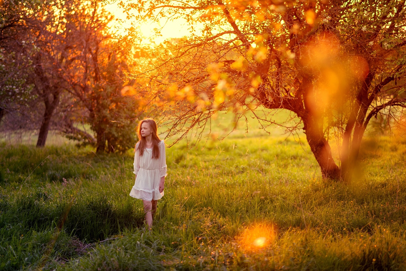 Бабушкин сад