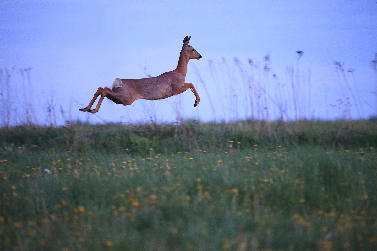 пролетая на лугом