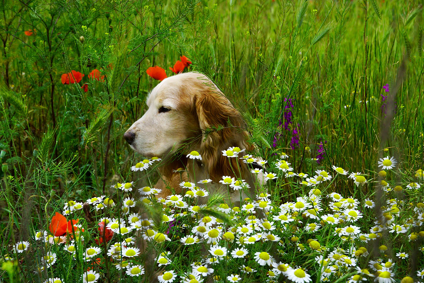 "Ромашковый" пес