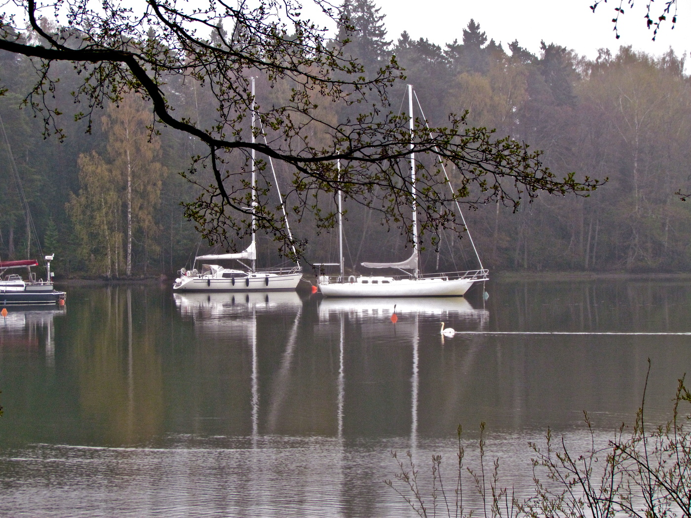 Белая лебедь — подруга весны!