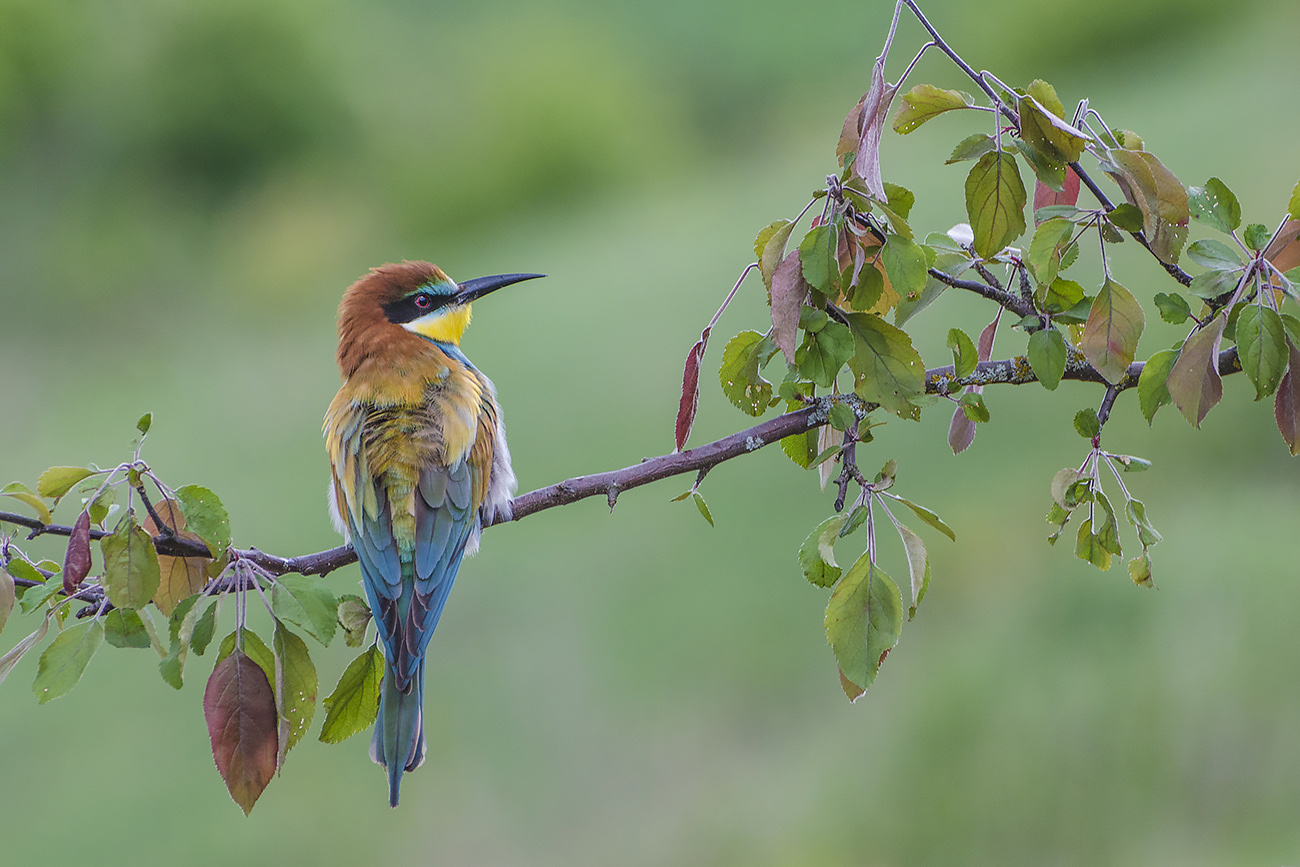 Щурка на отдыхе. Начало лета
