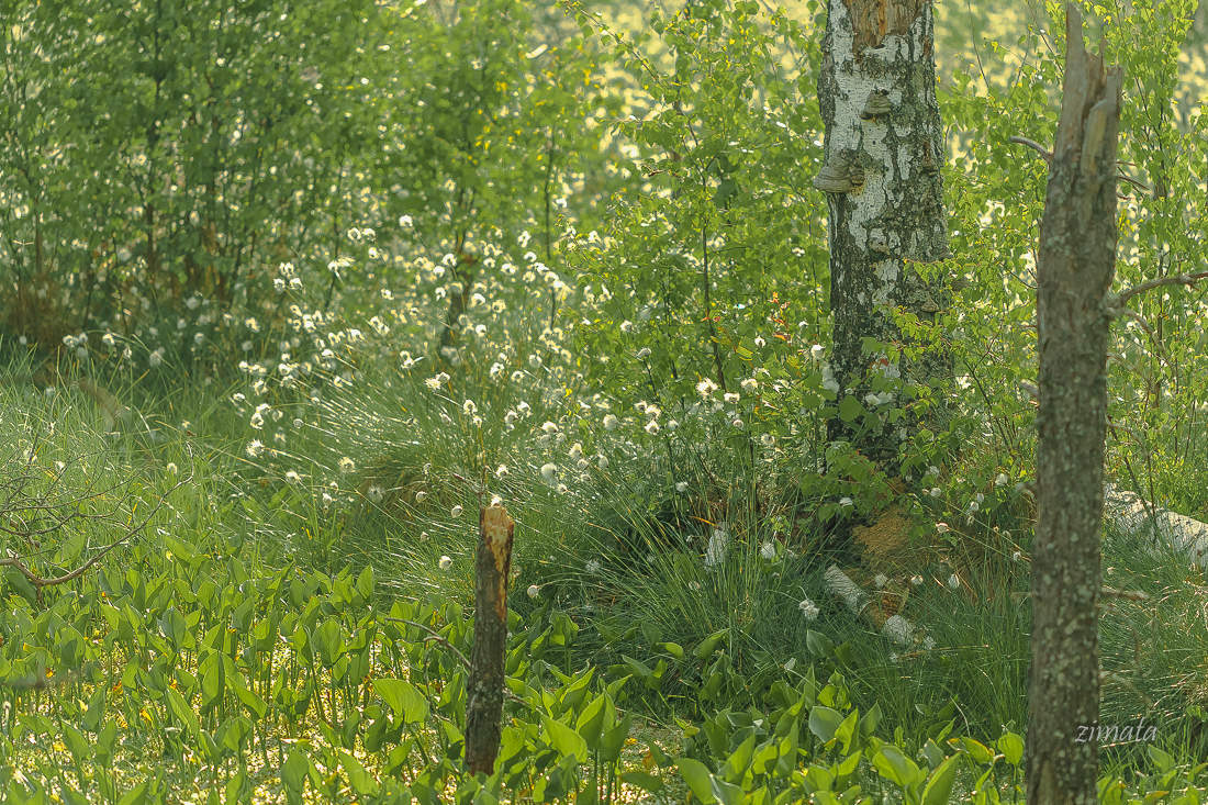 Июньская зелень