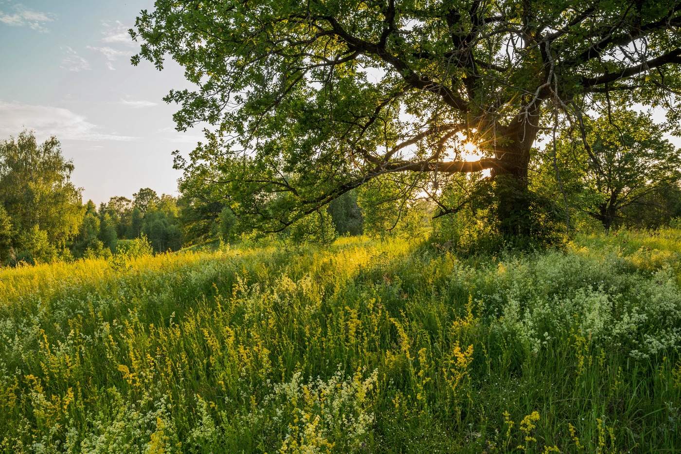 Подмаренник цветет