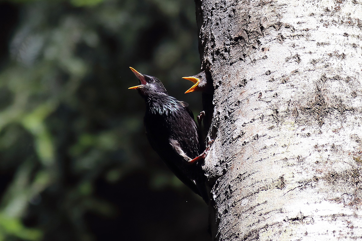 отцы и дети