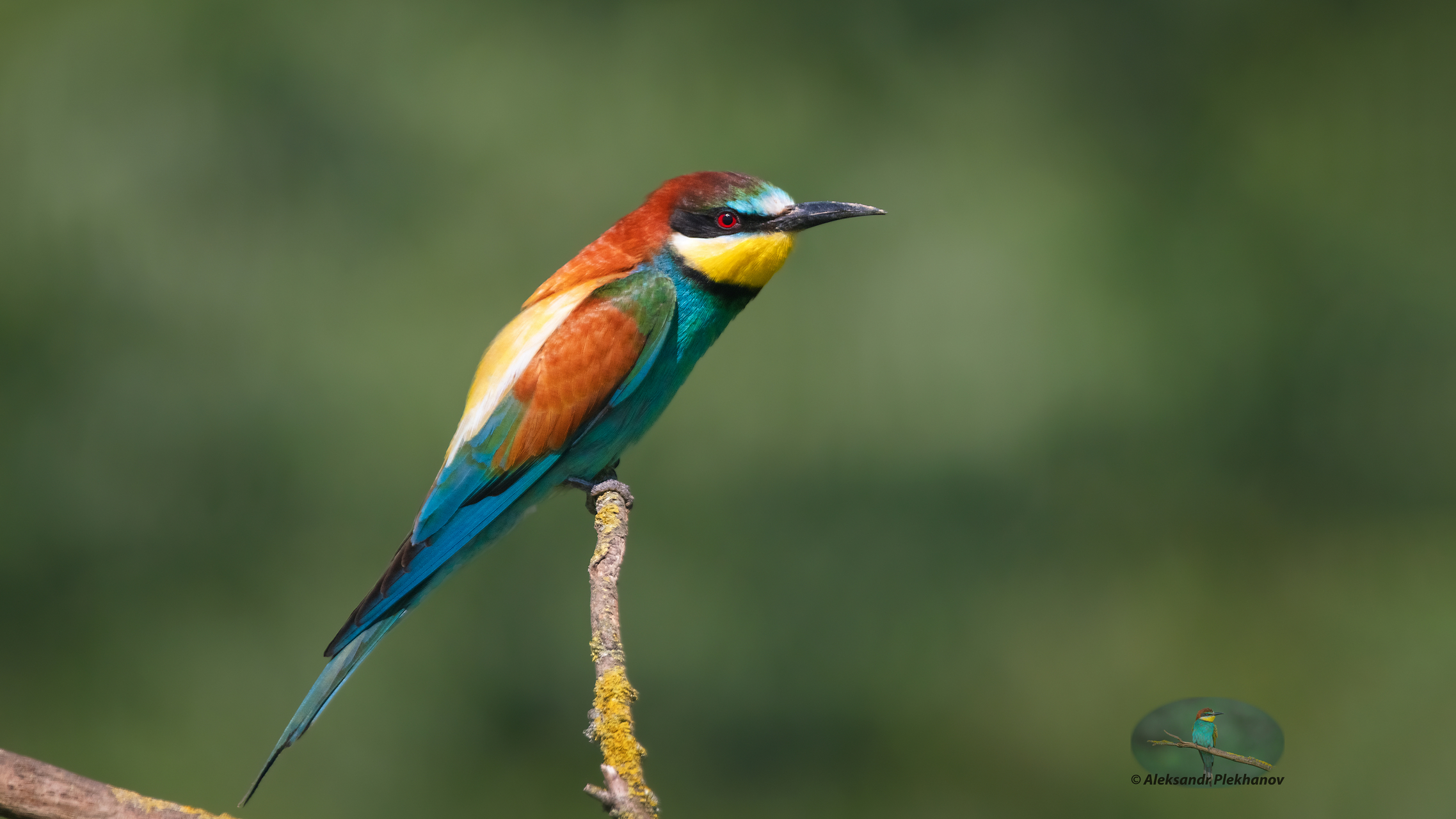 Живая природа