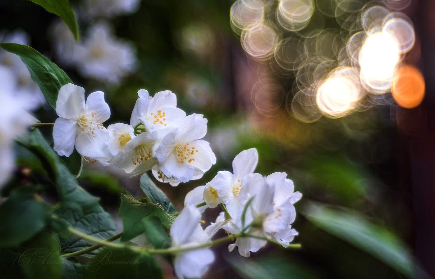 Цветёт жасмин