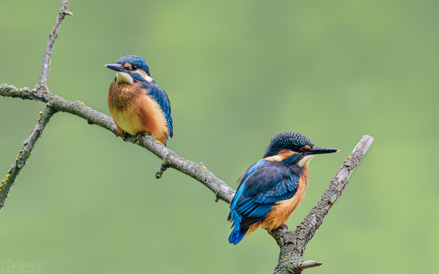 Молодые зимородки...