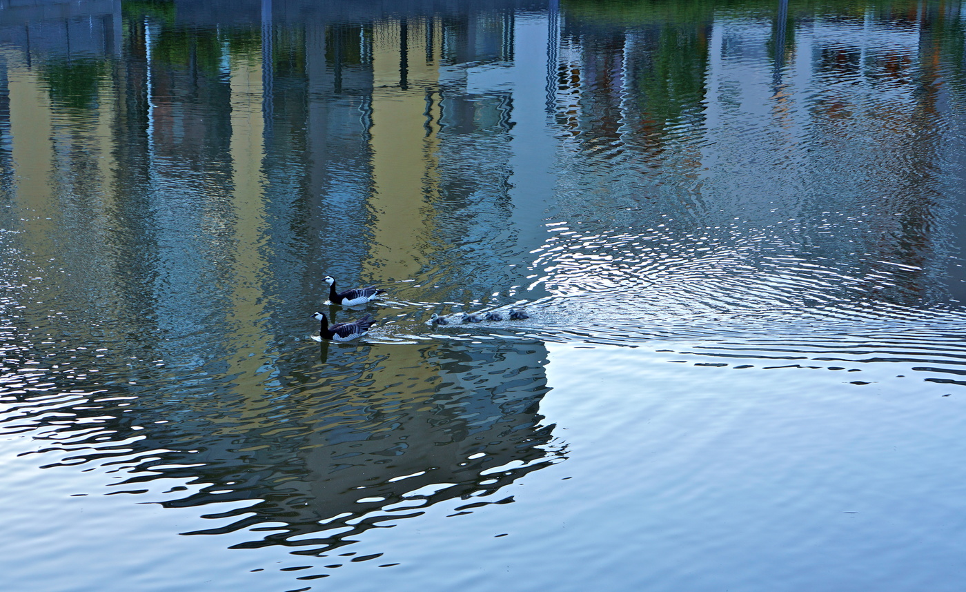 Гуси в городе