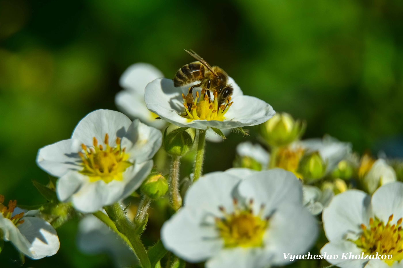 Пчела в белом цветке земляники