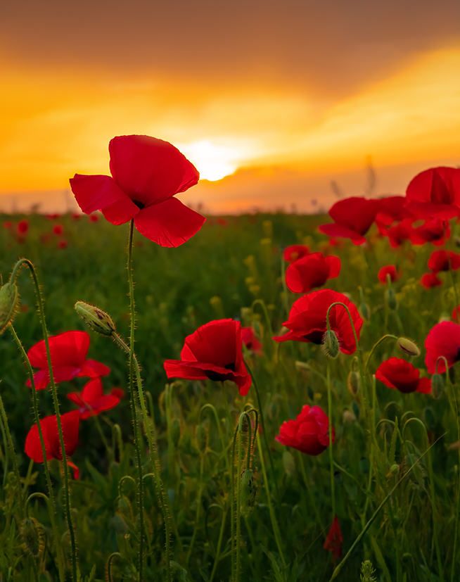 Живое пламя цветов