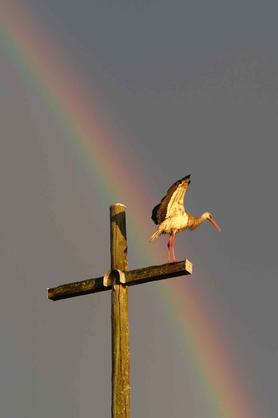Детей дает Бог, а приносит аист.