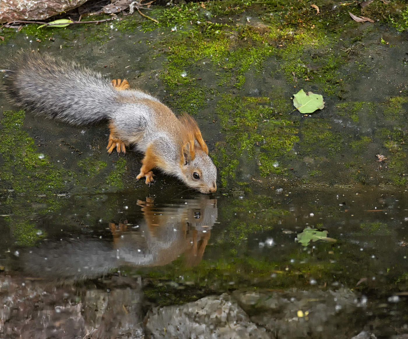 белка на водопое..