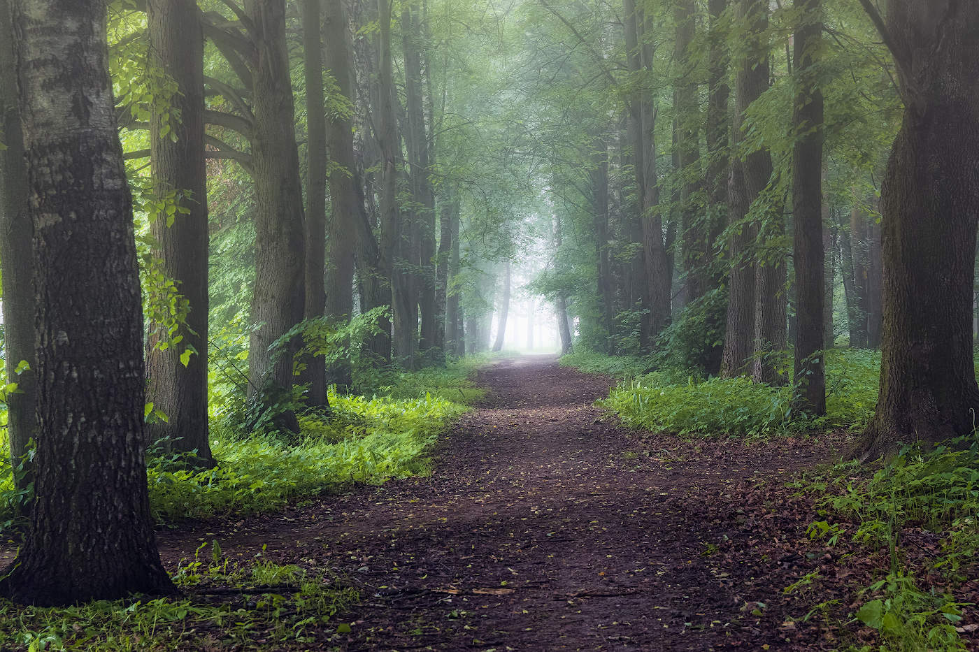 Теннистая аллея