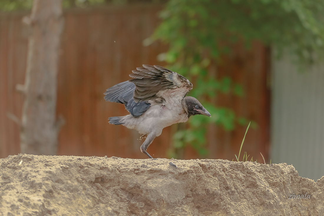 первый полет